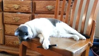 Funny Cats Knocking Things 2014 [HD] by Funny Moments 64,738 views 9 years ago 3 minutes, 4 seconds