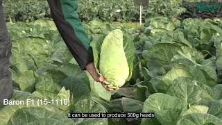 Hazera - Cabbage Baron