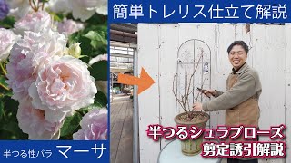 【冬の剪定誘引】バラのトレリス仕立ては難しくないんですよ！
