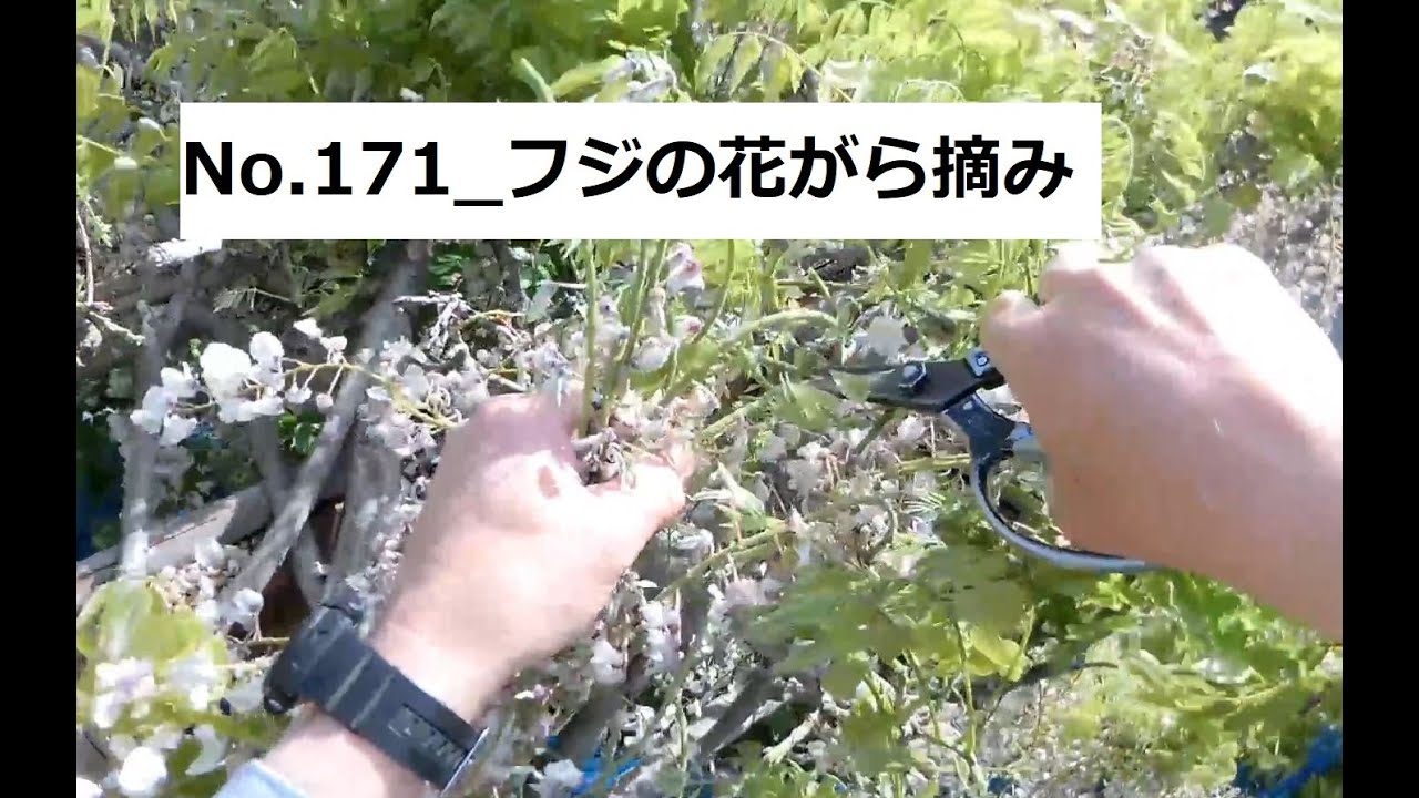 花摘み No.171_Picking the flower petals of Fuji - YouTube
