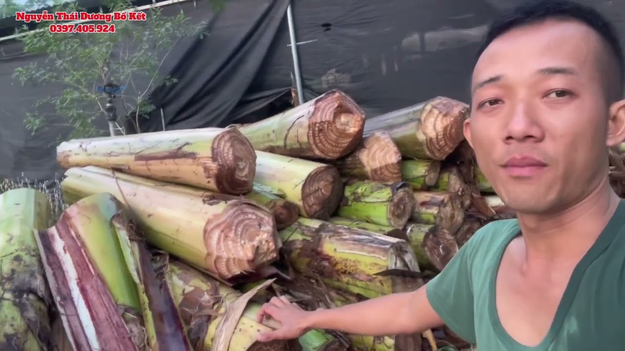 Chuẩn bị nguyên liệu đóng gói cây giống Bồ kết cho ngày mai 