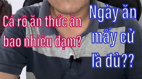 Trả lời Thắc Mắc: NUÔI CÁ RÔ ĐẦU NHÍM ĂN BAO NHIÊU ĐẠM? NGÀY ĂN MẤY LẦN? KỸ THUẬT NUÔI Ở ĐÂU?