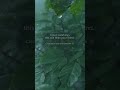 👉 “Listen to This… Instant Calm &amp; Relaxation 🌧️🍃”