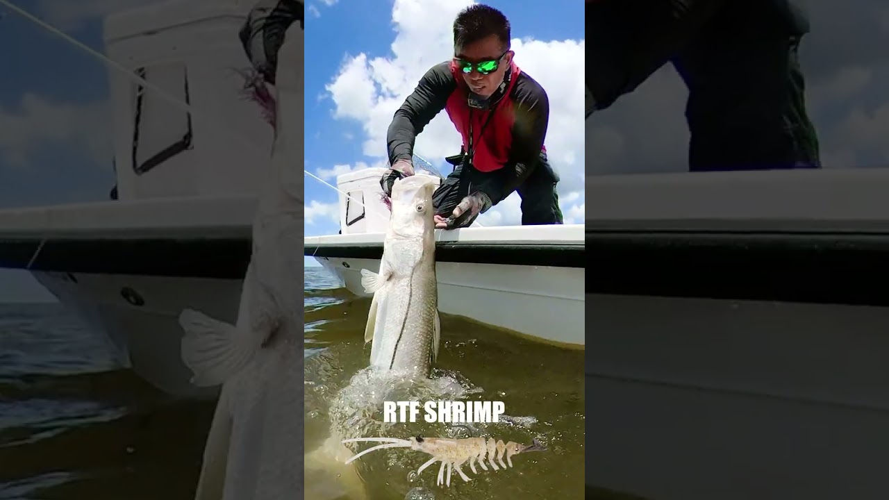 RTF SHRIMP Snook Release