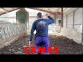 Echando helecho en las camas de las vacas