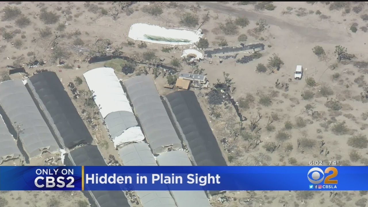 Only On CBS2: Officials, Law Enforcement Cracking Down On Illegal Pot Grows