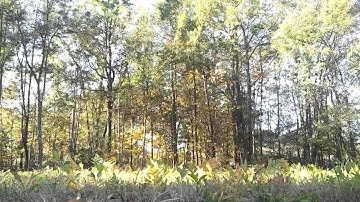 Blade Nano Cpx First 3D flight