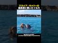 マライア・キャリーの超高音に驚いたイルカ