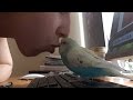 Happiest budgie gets kisses - Syrup the Budgie