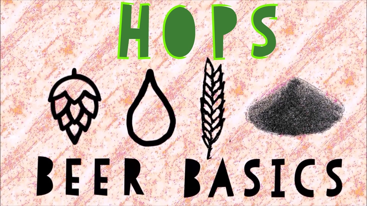 Beer Basics - Hops