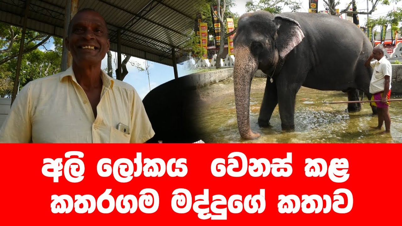 අලි ලෝකය වෙනස් කළ මද්දුගේ කතාව