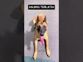 ANJING TERLATIH