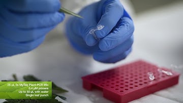 MyTaq™ Plant-PCR Kit Workflow