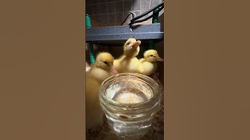 Less than a week old 😍🐣 What are some good duck names?? Let me know in the comments!  #babyducks