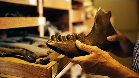 Fossils | Campanile 100