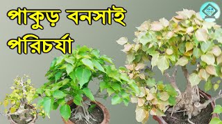 পাকুড় বনসাই পরিচর্যা | Care for Pakur Bonsai | লাইকড় বনসাই পরিচর্যা | Bonsai Care |