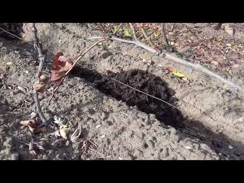 Videó: Viasznövény trágyázása – Hogyan és mikor kell etetni egy Hoya növényt