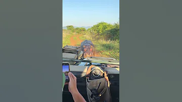 Angry Hippo Attacks Safari Vehicle 