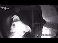 Dog Rings Doorbell After Getting Locked Out