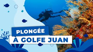 Plongée Sous Marine Au Cap Dantibes, Golfe Juan, Côte Dazur, Au Rdv Mérous, Murènes, Castagnoles