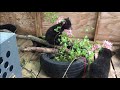 A Cub's Life