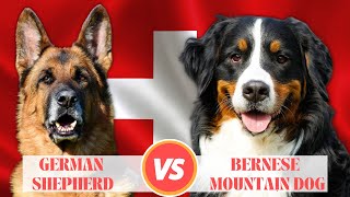 GERMAN SHEPHERD VS BERNESE MOUNTAİN DOG