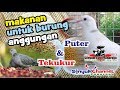 Makan favorit untuk burung anggungan tekukur dan puter