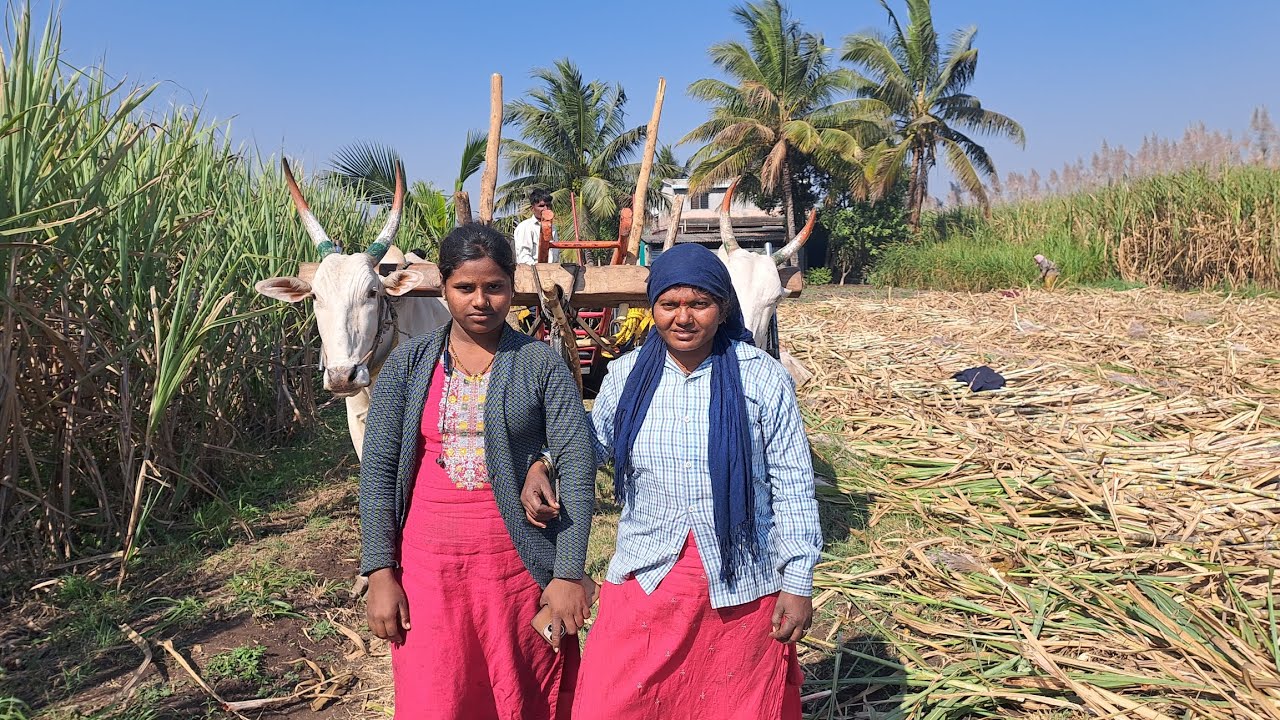 आज टाॅक्टर आल नाही बैलानी सोता गाडी ओडली आई पळ सुनबाई संगम माग थाबले नवीन बैल णी कमाल केली 😱