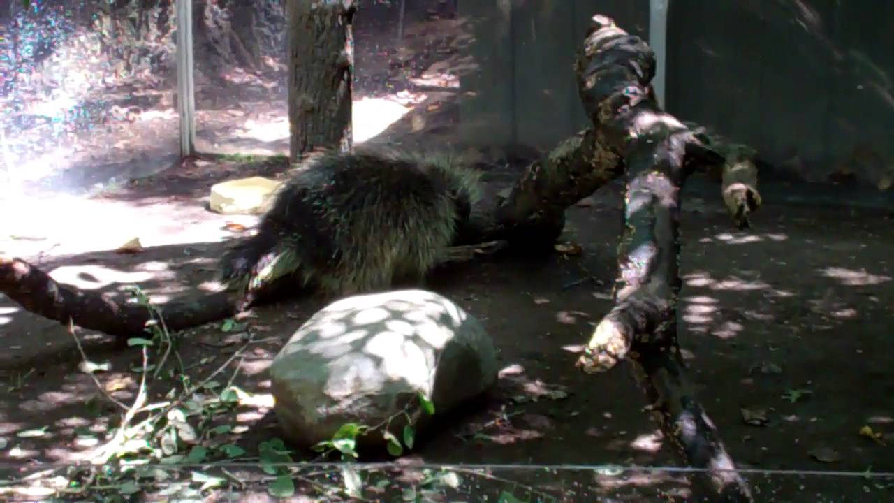 On Location The North American Porcupine YouTube