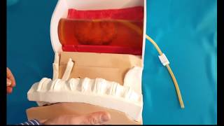 Surgical Kidney Trainer by ENCORIS