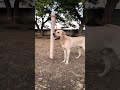 top quality Labrador male for sale Labrador stud service available Mahakal pet shop 9529626115