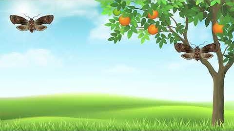 How do pheromone lures work?  - Insect Science