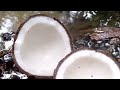 Amazing peeling og dwarf coconut