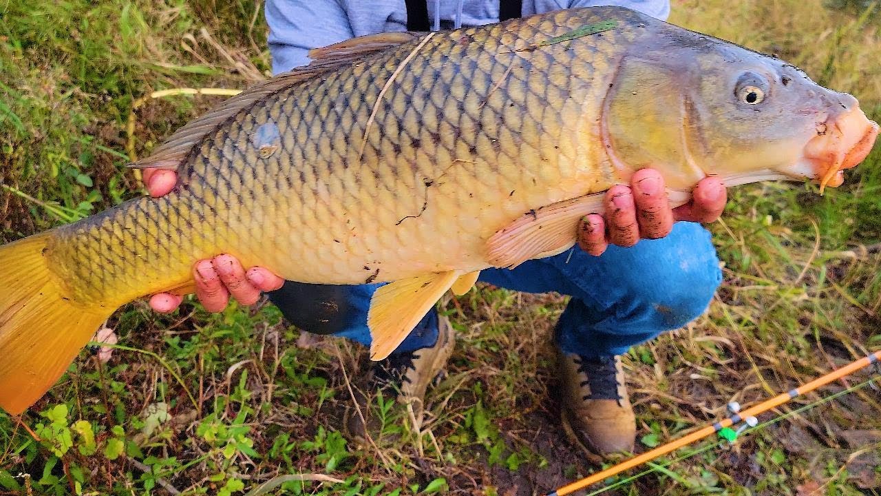 Trampas para peces