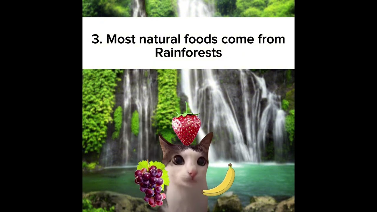 10 Rain forest facts YOU MUST KNOW (cats)