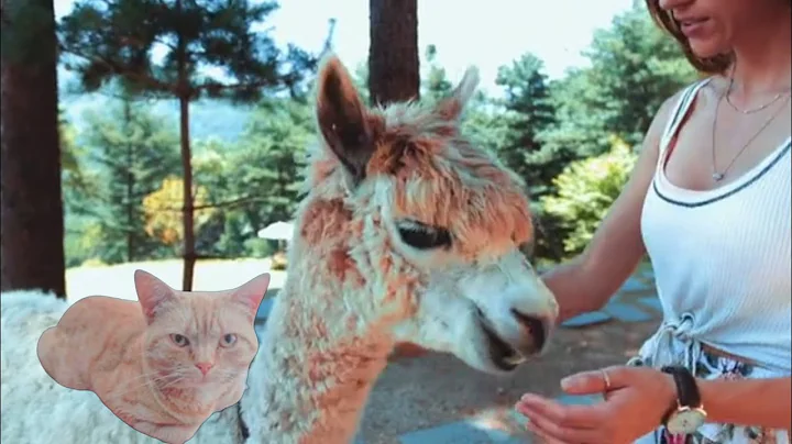 Video 11817561: cat animals, cat love, funny cat