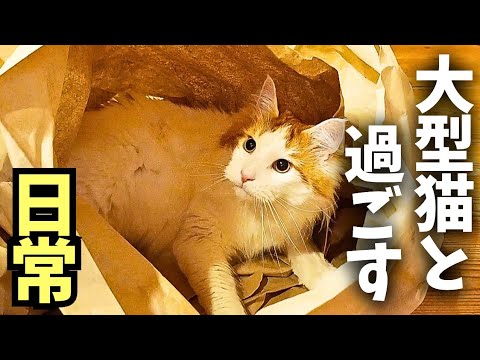 【自作指輪】寄り添い猫 17号【サイズ変更承りますます】 寄り添い猫 17号 自作指輪寄り添い猫 17号サイズ変更承りますますの