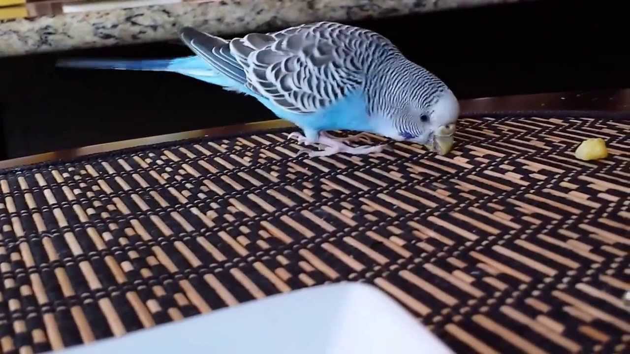 Budgie has a squeak instead of chirp YouTube