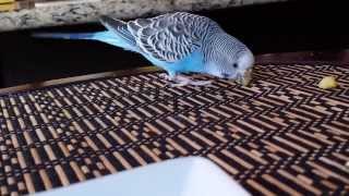 Budgie has a squeak instead of chirp screenshot 4
