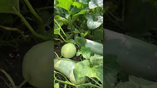 Easy &amp; Quick Vegetable Preparation | Time Saving Kitchen Tips