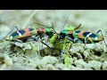 Two tiger beetles, vying for prey!