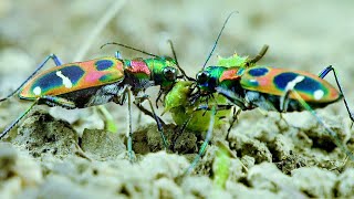 Two tiger beetles, vying for prey!