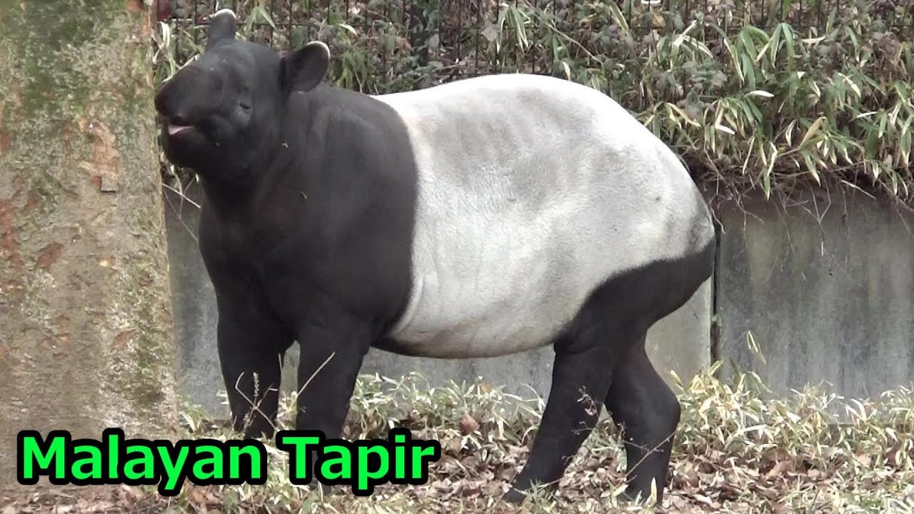 Malayan Tapir Family マレーバクの日常 多摩動物公園 Youtube