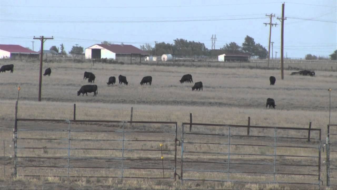 video phone beyonce mp3 Corn, cattle prices to rise