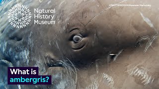 What is ambergris | Surprising Science
