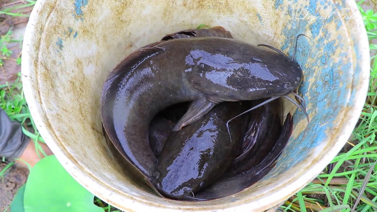 Traditional Fishing Catch A Lot Of Big Catfish In The Green Grass After Rain Season YouTube