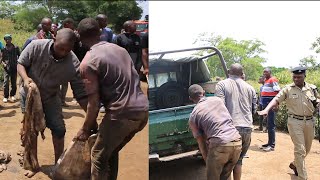 Wanaswa wakimtupa ndama aliyekufa Vichakani baada kuchinja Ng'ombe wa Wizi Arumeru.