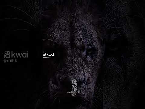 بم يعرف الرجال يا سيدي