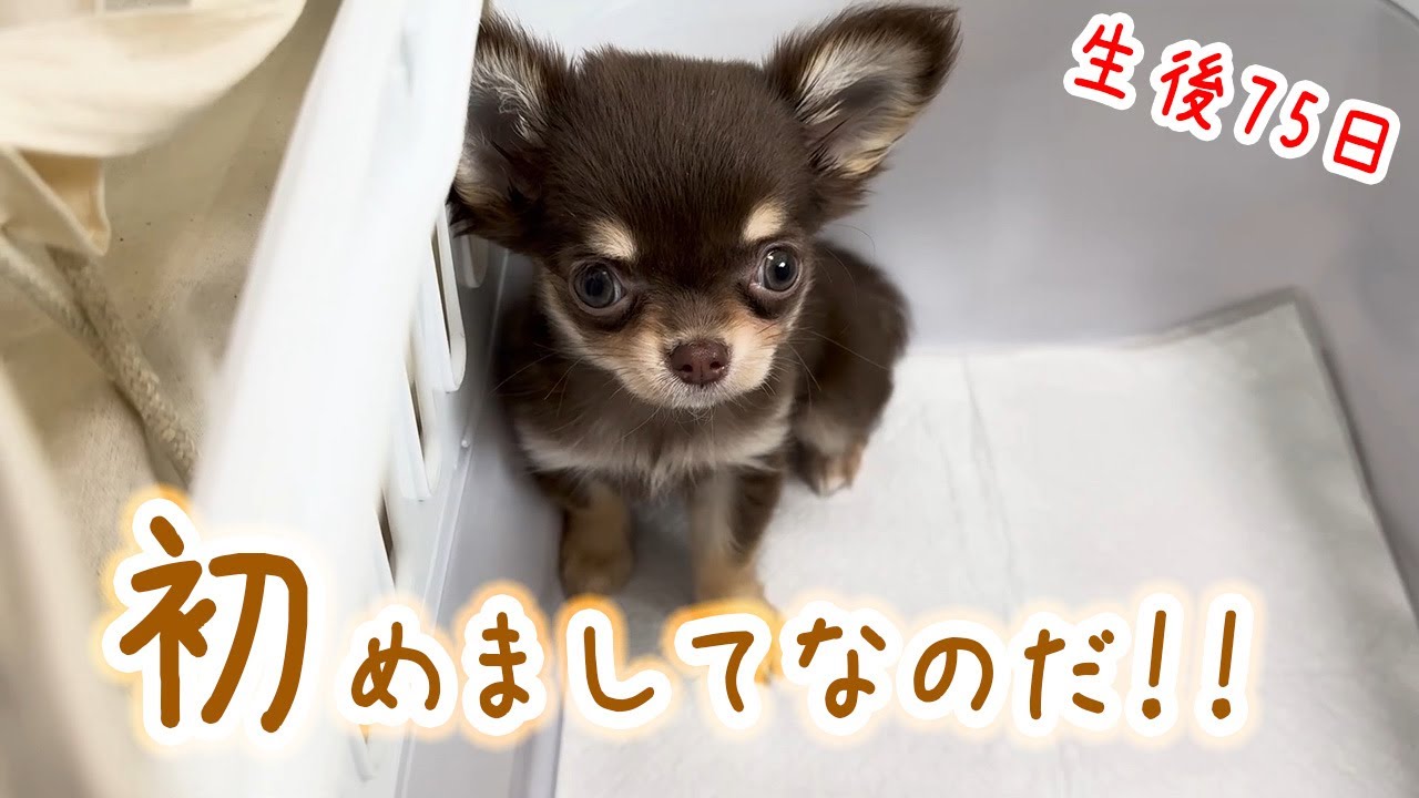 【子犬】お迎え日がやって来た。ようこそ我が家へ！チワワ赤ちゃんの名前は…