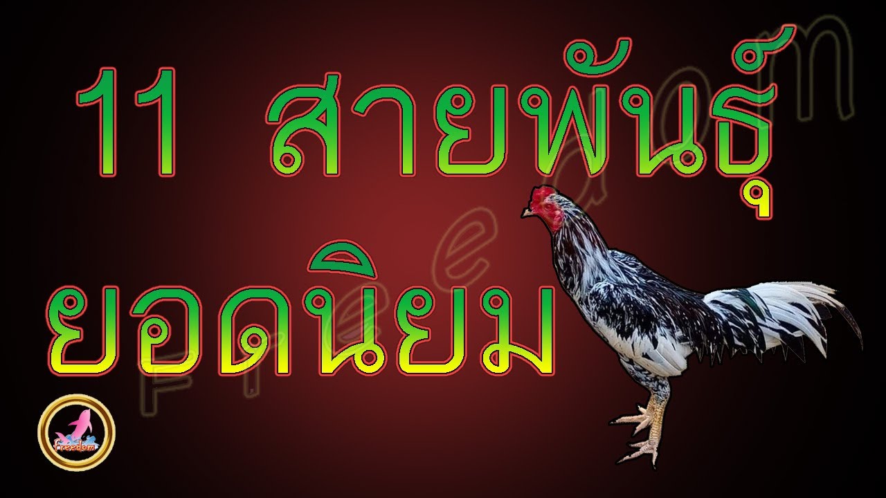 สายพันธุ์ไก่ชน  New 2022  ไก่สายพันธุ์ไทยแท้ที่ได้รับความนิยมเป็นอย่งมากในปัจจุบัน...!!!